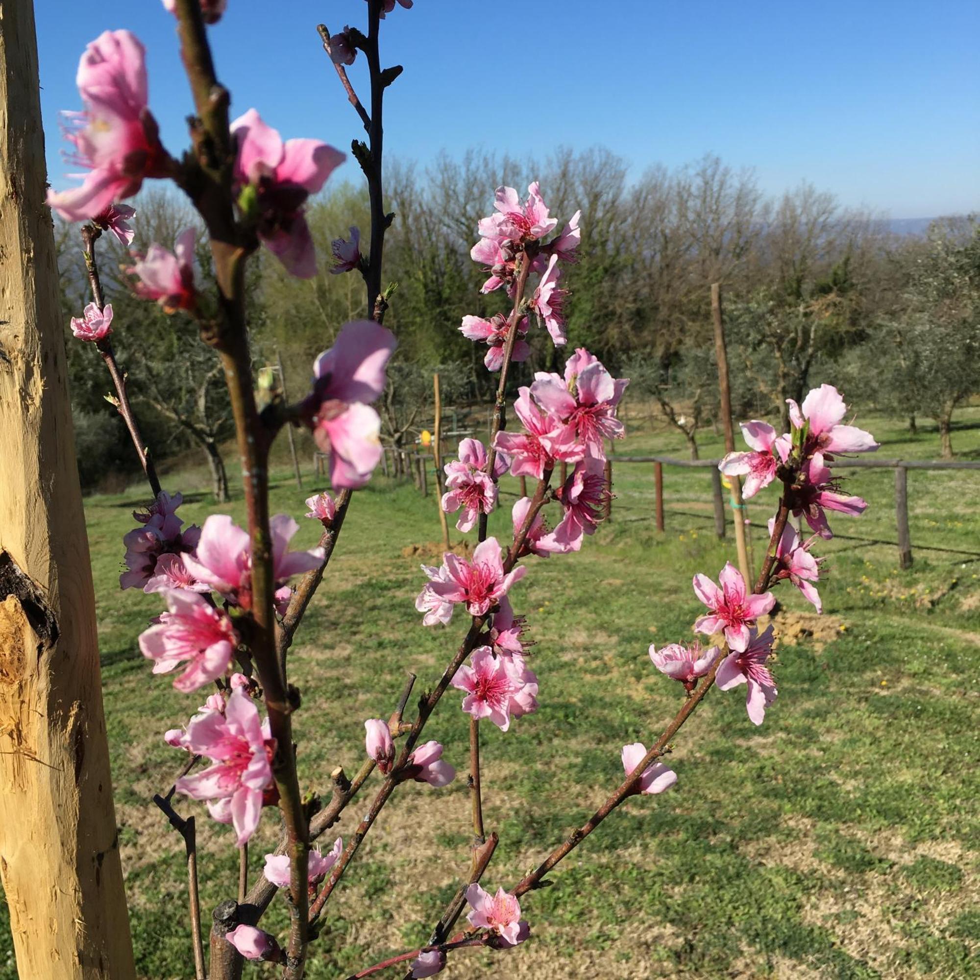 Agriturismo Podere Dell' Olmo アメリア エクステリア 写真