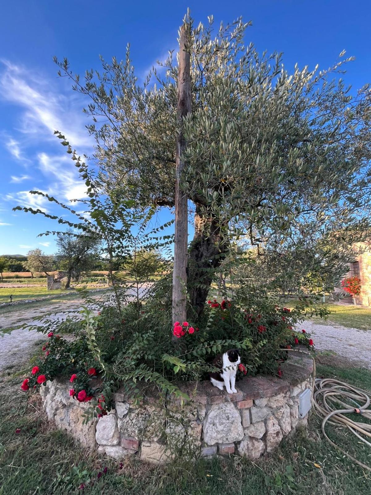 Agriturismo Podere Dell' Olmo アメリア エクステリア 写真